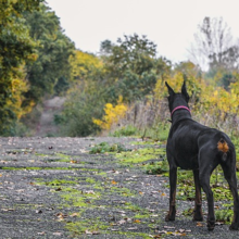 pyometra-bij-honden