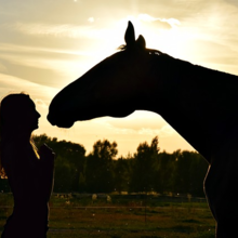 clickertraining-met-je-paard