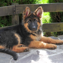 vachtverzorging-hond