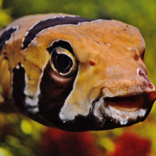aquarium schoonmaken