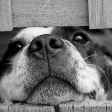 bedelen afleren bij honden
