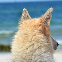 leishmania-hond