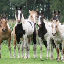 wat kosten het houden van een paard