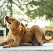 Natuurlijke vlooienbestrijding voor hond en kat