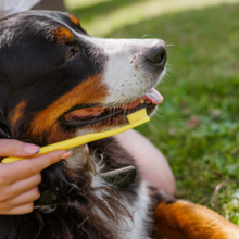 Gebitsverzorging bij hond en kat: zo houd je het gebit gezond