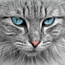 haarballen-bij-katten