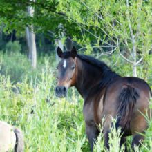 manen-staart-paard-verzorgen
