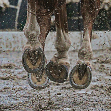 hoefverzorging-bij-paarden