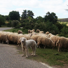 schapendrijven-met-je-hond