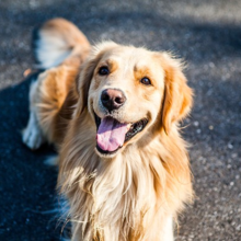 spijsverteringsproblemen-hond-kat