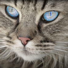 blaasontsteking-bij-katten