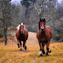 peesblessure-paard