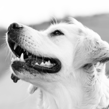 golden-retriever