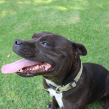 staffordshire-bull-terrier-karakter