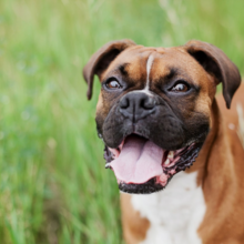 boxer-hondenras-karakter