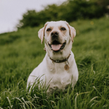 hond-eet-gras-wat-te-doen