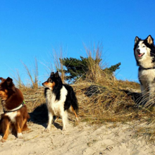 wandelen-met-de-hond