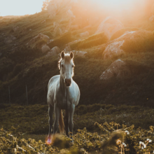 magnesium-voor-je-paard