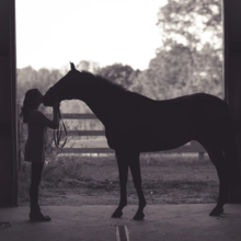 paarden-langdurig-op-stal