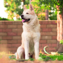 aandoeningen-bij-honden