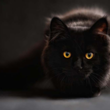 veel-voorkomende-aandoeningen-bij-katten