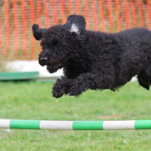 agility-hondensport