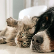 alvleesklierontsteking-bij-hond-of-kat