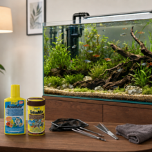 aquarium-starten-gezond-ecosysteem