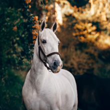 artrose-bij-paarden