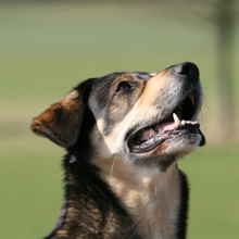 hond-commando-leren
