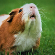 cavia-verzorgen