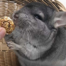 chinchilla-huisdier