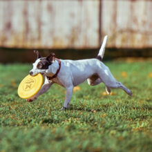 dogfrisbee