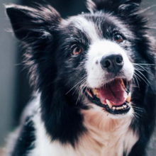 Elleboogdysplasie-bij-honden