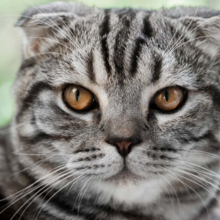 epilepsie-bij-katten