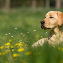 fytotherapie-voor-dieren