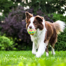 heupdysplasie-bij-honden