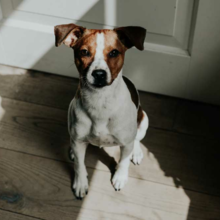 hond-diarree