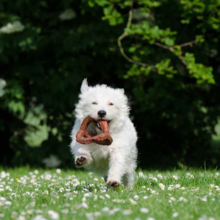 je-hond-leren-apporteren