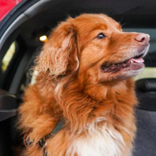 hond-meenemen-auto