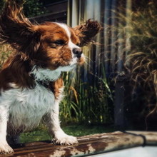 honden-en-warm-weer