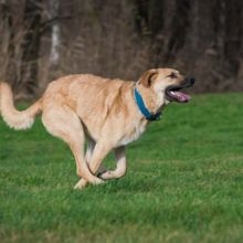 hondensport-flyball