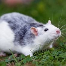 tamme-rat-huisdier