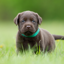 Puppy zindelijk