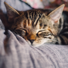 hoe-weet-ik-of-mijn-kat-ziek-is