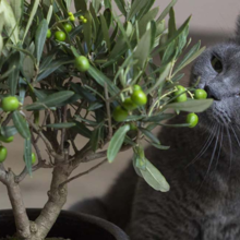 katten-en-giftige-planten
