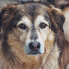 kennelhoest-bij-honden