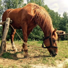 koliek-bij-paarden