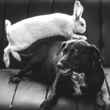 konijnen-samen-met-andere-huisdieren