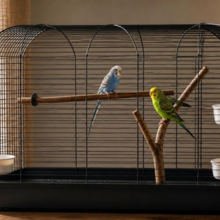 ruime vogelkooi met natuurlijke zitstokken, voerbakjes en speelgoed
